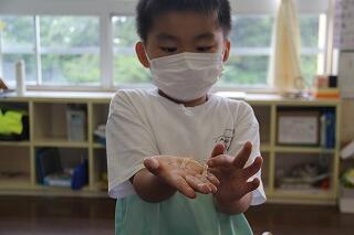 カマキリの脱皮