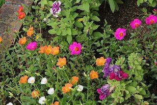 運動場の花壇の花たち