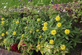 運動場の花壇の花たち