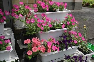 玄関のペチュニア