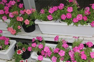 玄関のペチュニア
