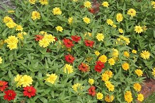 ジニア（黄色と赤）