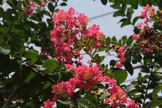 サルスベリの花