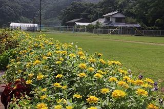 ジニアの花と運動場