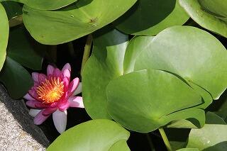 睡蓮の花
