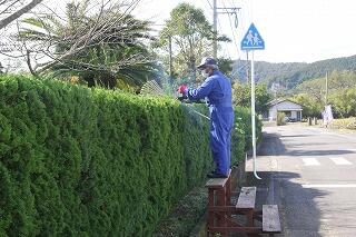 カイヅカの刈り込みのようす