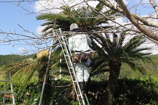 ソテツの木の伐採のようす