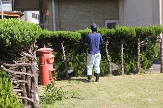 カイヅカの刈り込みのようす