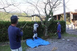 桜の木の伐採のようす