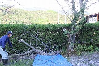 桜の木の伐採作業のようす