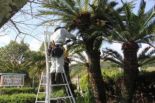 ソテツの刈り込みのようす