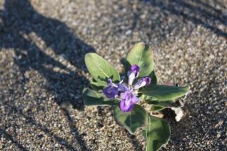 観測会のようす