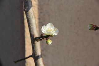 梅の花