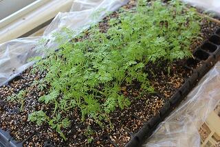 ニンジンの苗のようす