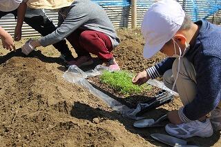 苗植えのようす