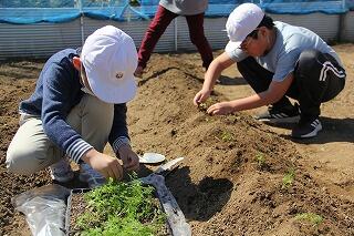 苗植えのようす