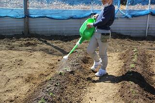 水やりのようす