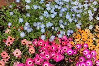 花壇の花たち