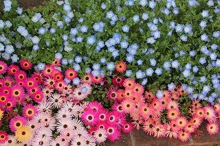 花壇の花たち