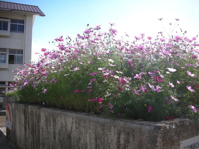 花壇のコスモス