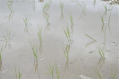 稲刈りが楽しみだなぁ