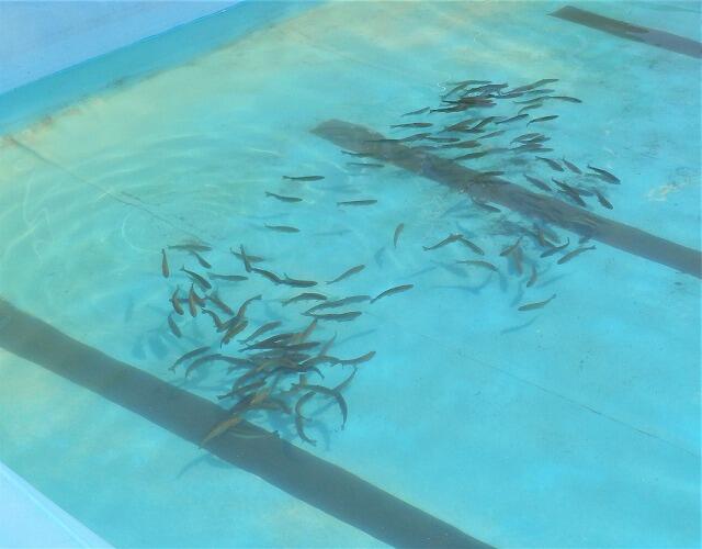 300匹のマスです 300匹のマスです