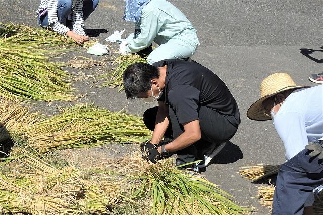 人生初の稲たばきびりです 人生初の稲たばきびりです