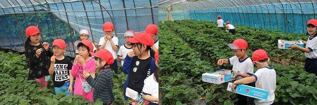 イチゴ狩り体験活動の様子