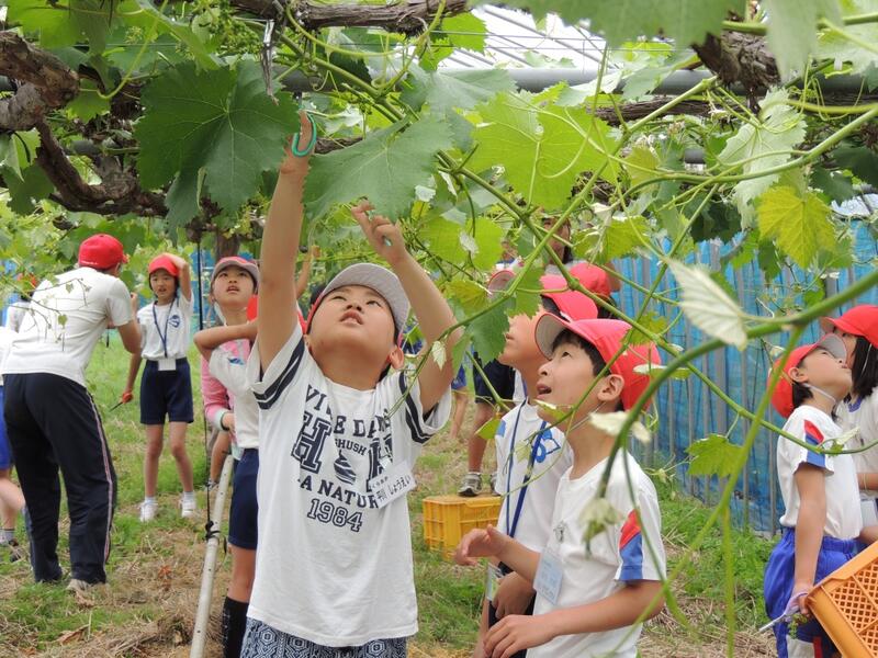 ブドウ体験