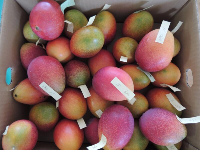 マンゴー寄贈 マンゴー寄贈