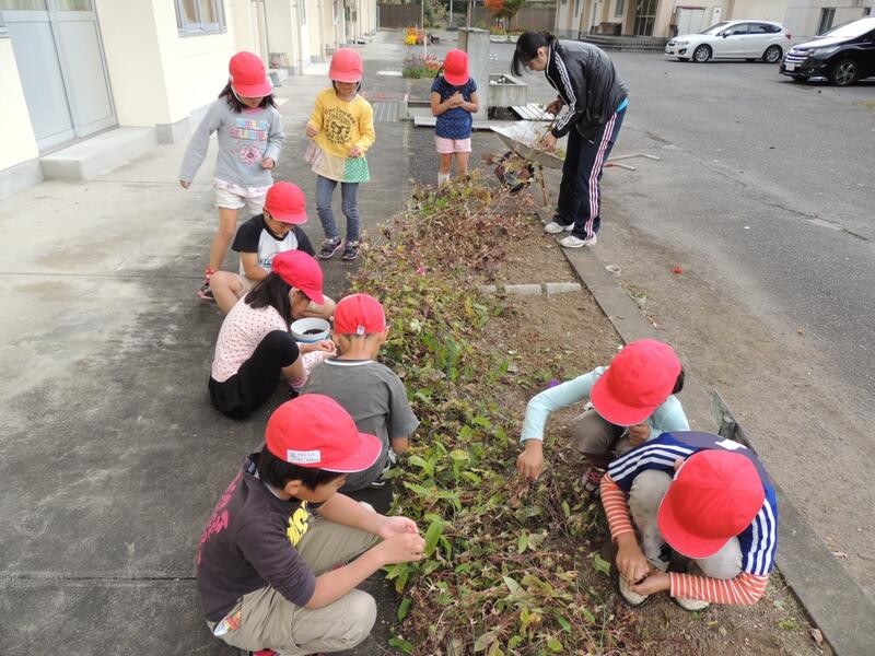 アサガオの種 アサガオの種