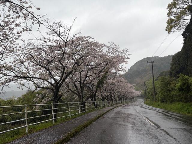 近隣の桜