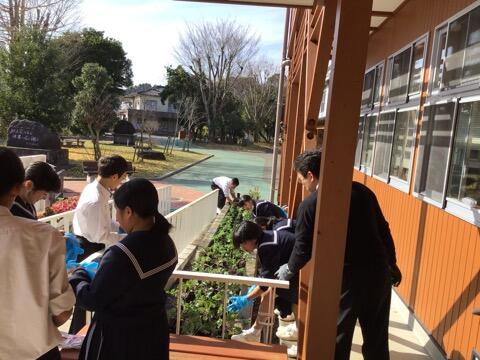 花植えボランティア