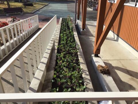 花植えボランティア