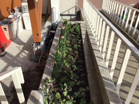 花植えボランティア