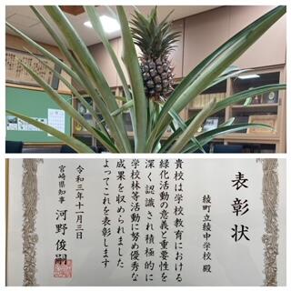 学校林活動
