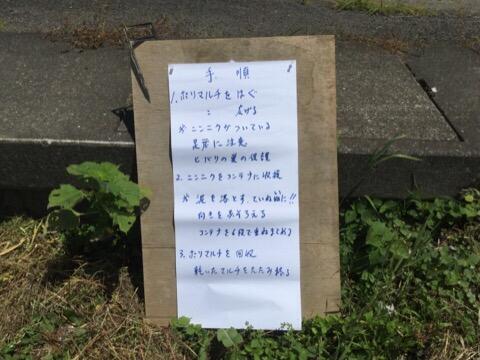 ニンニクの収穫