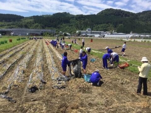 ニンニクの収穫