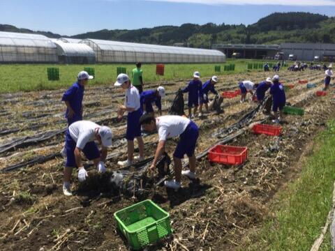 ニンニクの収穫