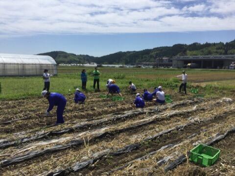 ニンニクの収穫