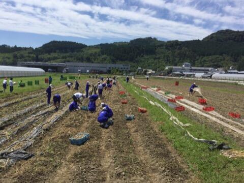 ニンニクの収穫