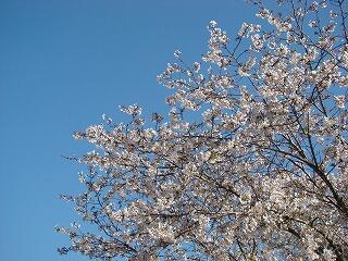 飫肥中周辺風景