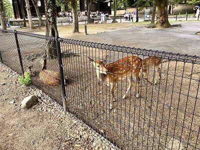 奈良公園です。