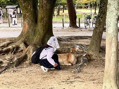 奈良公園です。