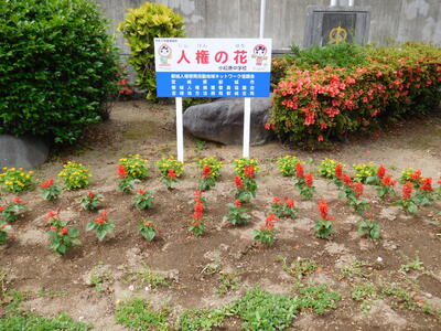 人権の花　苗植え