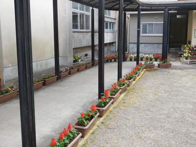 人権の花　苗植え