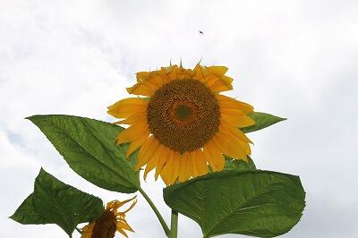 ひまわり ひまわり