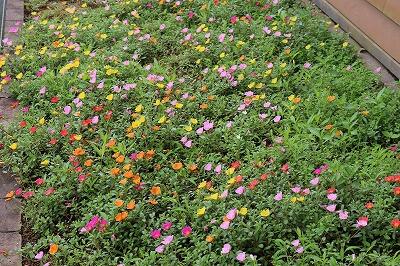 ポーチュラカ ポーチュラカ