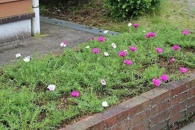 松葉ボタン 松葉ボタン