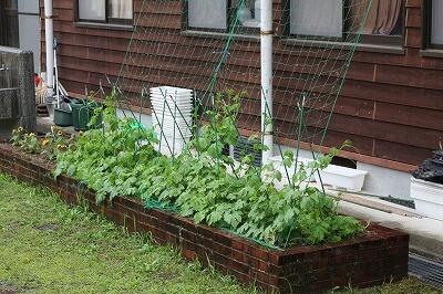 6月7日のゴーヤ 6月7日のゴーヤ